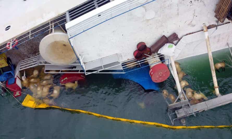 The livestock vessel Queen Hind, which overturned carrying 14,600 sheep in November 2019.