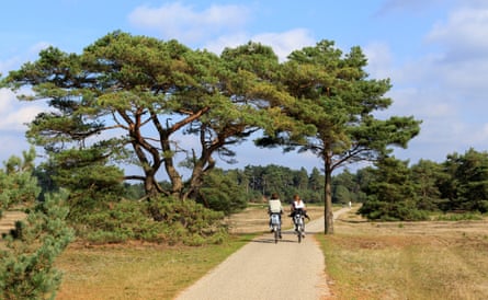 Two cyclists ride beneath an archway of pine trees in Hoge Veluwe national park