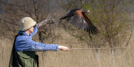 The hawk flies off from Candida Meyrick, who points the way with a stick