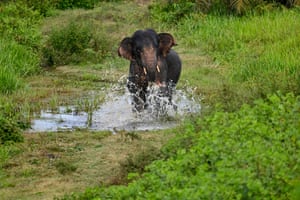 A male Sumatran elephant running near palm oil plantations in Peunaron, Indonesia’s eastern Aceh province