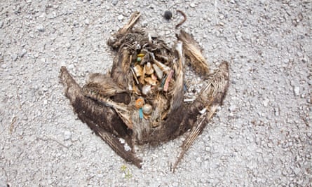 albatross corpse rotting away to reveal the rubbish it’s consumed