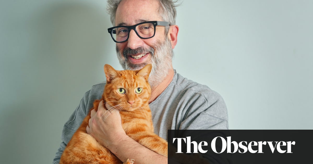 ‘I am utterly in thrall to the beauty of cats’: David Baddiel on his favourite pets