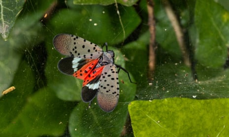 a spotted lanternfly on a leaf