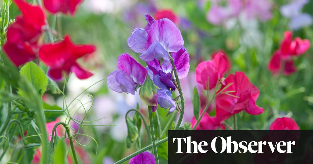 Plants to bring you glorious scent all year round
