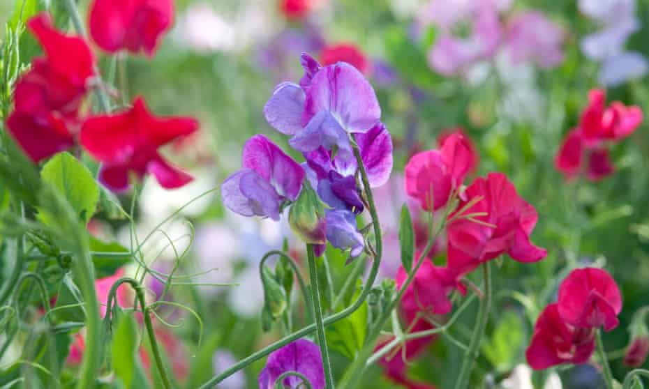 Plants To Bring You Glorious Scent All Year Round Gardening Advice The Guardian