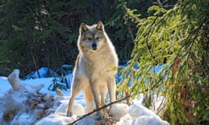 In 2015, British Columbia placed a bounty on wolves, which the province believed to be a key threat to caribou.