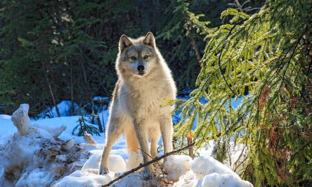 Killing nearly 500 wolves in a year failed to protect endangered caribou – study Killing nearly 500 wolves in a year failed to protect endangered caribou – study