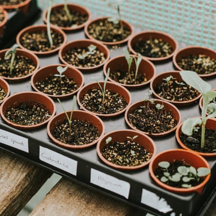 Small, individual plastic plant pots containing tiny seedlings erupting from the soil within a poly tunnel.