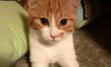 paw outcome new zealand council proposes banning all cats cats the guardian paw outcome new zealand council proposes banning all cats cats the guardian