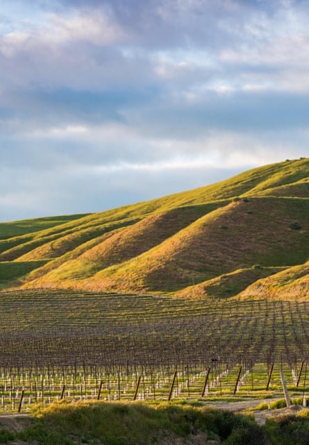 تشرق الشمس الغاربة على مزرعة كروم وعشب أخضر على التل بالألوان الذهبية - الربيع في منطقة نبيذ باسو روبلز.
