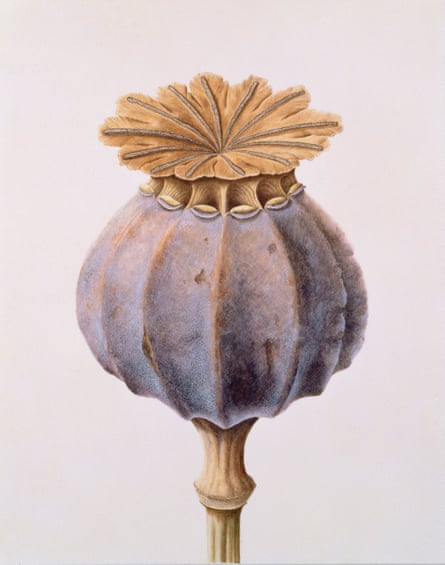 Brigid Edwards’s Poppy seed pod, 1999.