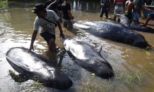 Rescuers measure the short fin pilot whale carcasses at Randu Pitu village beach in Probolinggo, East Java.
