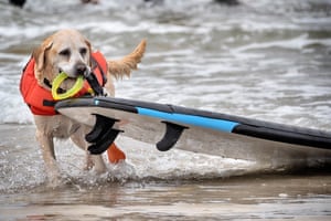Charlie, a Labrador retriever, pulls his surfboard after competing in the Incredible Dog Challenge Western Regional competition.