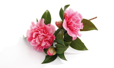 Japanese camellias: they’re lovely, but frankly they could have been photographed in Cornwall.