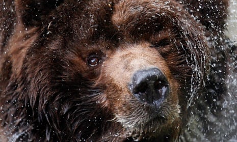 The Bear Is Bleeding Out: Why Aren't We Hearing That?