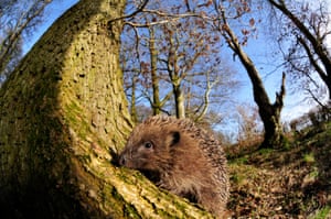 Hedgehog in the British countryside