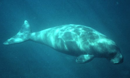 An Australian dugong in Moreton Bay. They can graze so much that seagrass cannot recover from an extreme climate event.