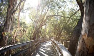 The butterfly grove at Natural Bridges state beach in Santa Cruz.