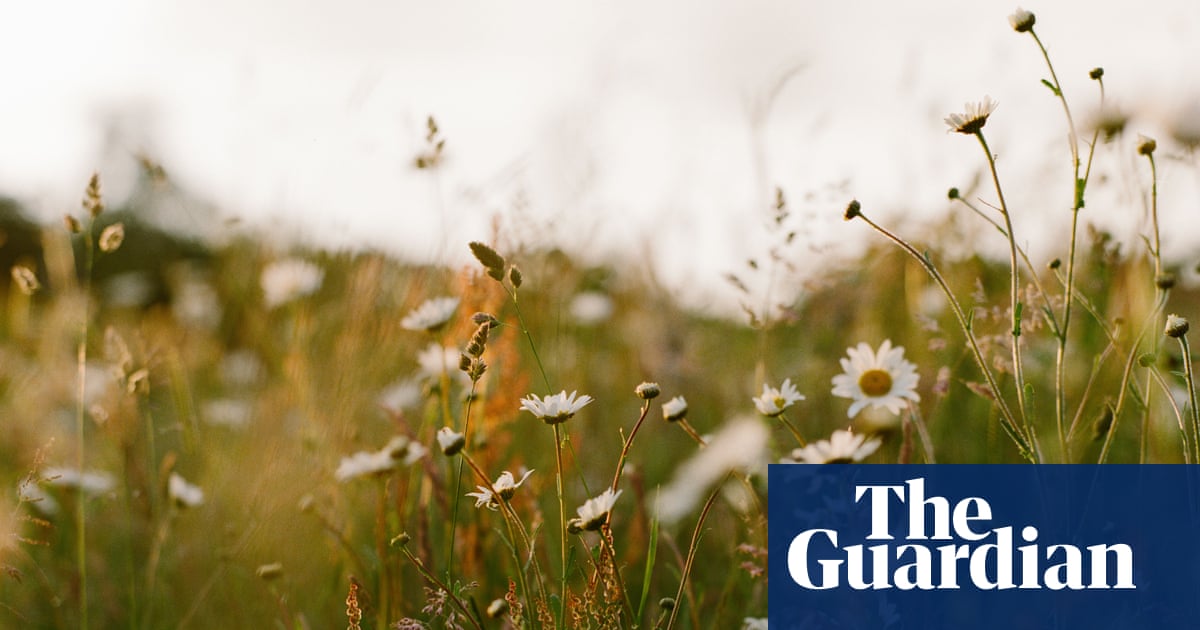 Britain and Ireland’s wildflowers – in pictures