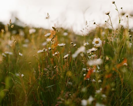 Britain and Ireland’s wildflowers – in pictures