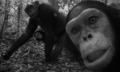 Family of Chimpanzees captured with an automated camera.