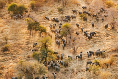 A grande divisão dos elefantes em África: os países enfrentam demasiados elefantes – ou poucos