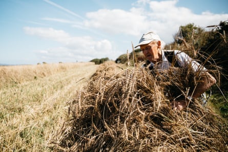 Iwan Evans, wearing a cap and a shirt and waistcoat, gathers up April bearded wheat from a harvested field