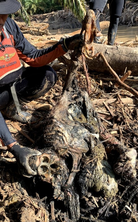 Skeleton of a Tapanuli orangutan found in mud after floods.