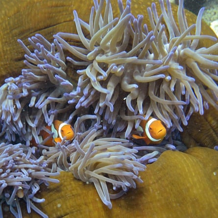 Clownfish in an anemone on coral in the Great Barrier Reef