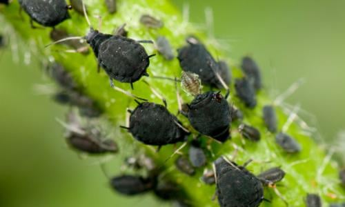 Insects Have No Place To Hide From Climate Change Study Warns Wildlife The Guardian
