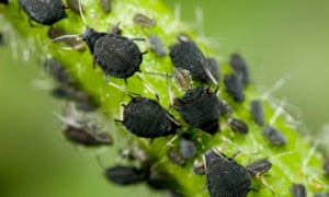 Aphids