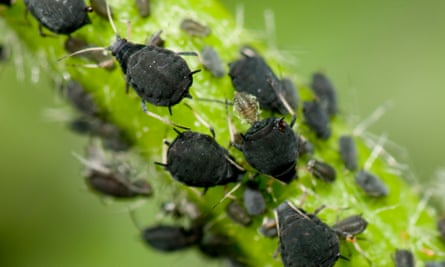 Insects Have No Place To Hide From Climate Change Study Warns