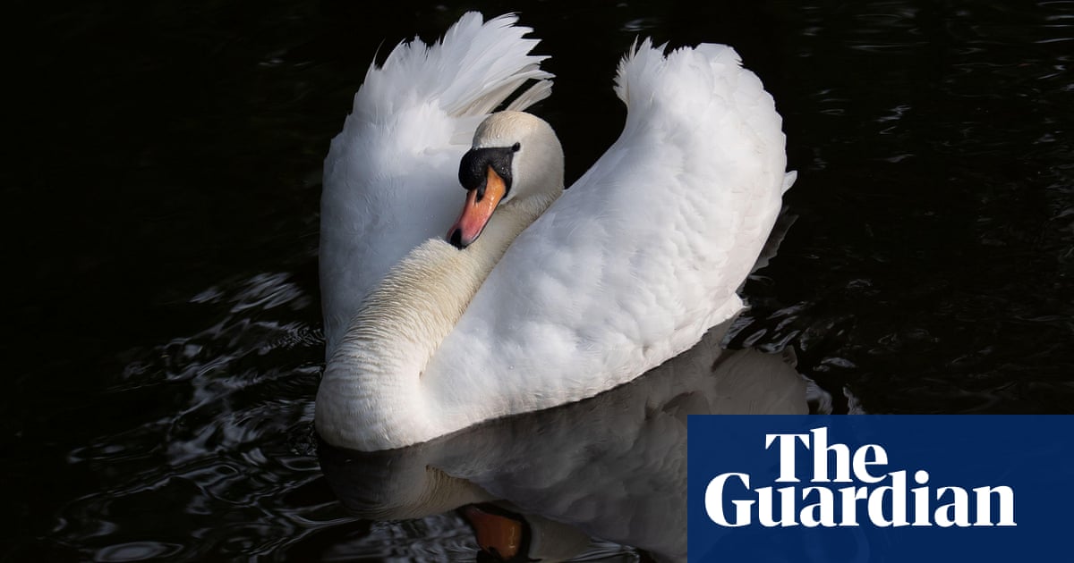 Week in wildlife: wild ponies, a playful jaguar and penguin chicks taking their first swim