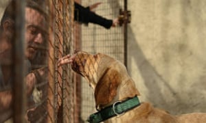 A dog is cared for at the Maryam Sanei hospice