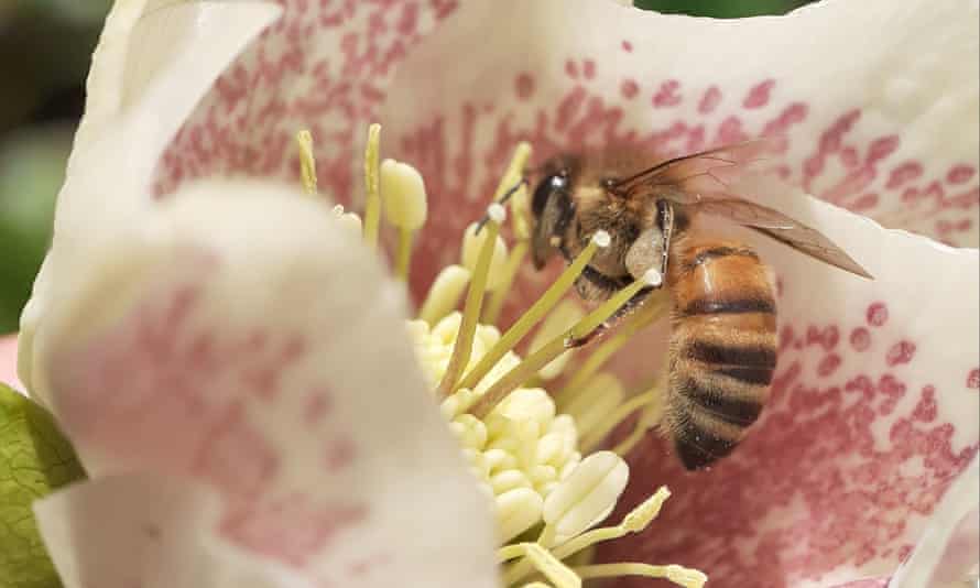A honey bee sits on a hellebore flower on 8 March.