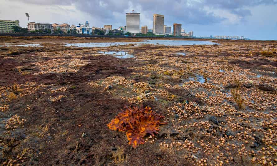 Éponges, zoanthides, hydroïdes et algues sur la rive de Marine Drive.