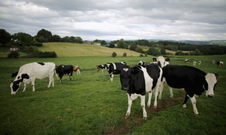 Cows at a Cheshire dairy farm