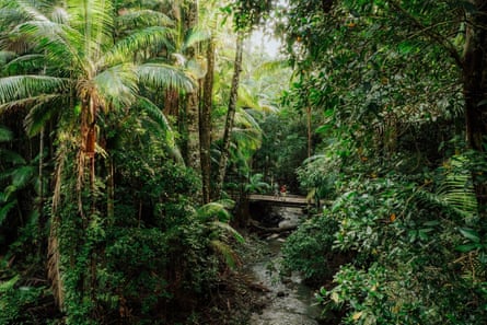 Scrub Creek walking track on the Gidjuum Gulganyi walk