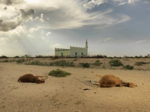 Des vaches sont mortes au Somaliland