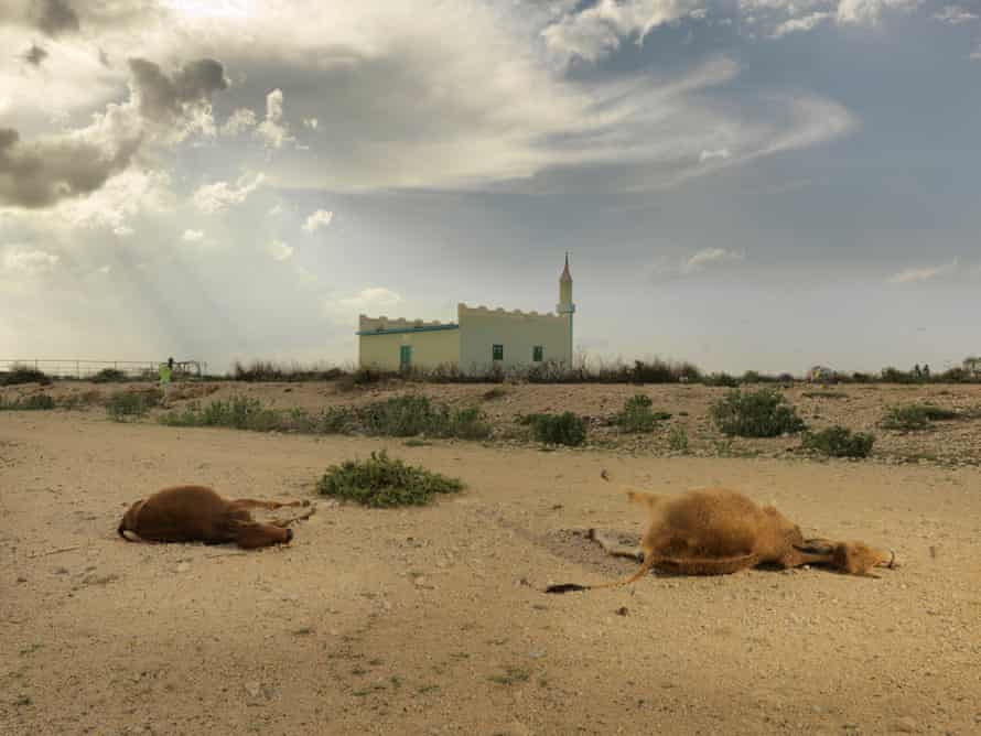 Des vaches gisent mortes au Somaliland