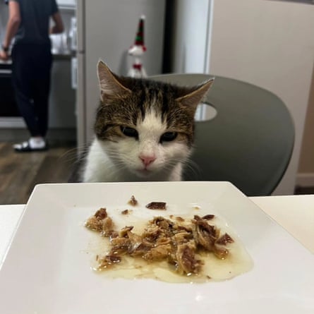 Harold eyes up some food.