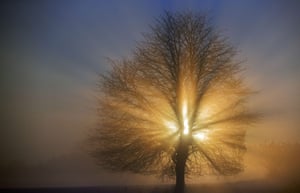 The sun shines behind a tree on a foggy day in Gadebusch, Germany