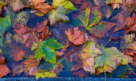 ‘Earth-spatter // and gold spot in blotchy shallows; / grays the purpling of drenched slate’ … fallen leaves in London.