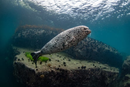 Larga, or northern spotted seal