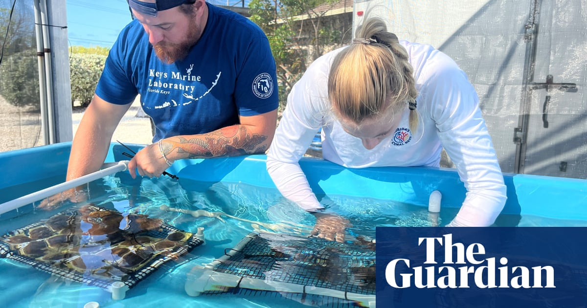 Scientists seek to save Florida's dying reefs with hardy nursery-grown coral