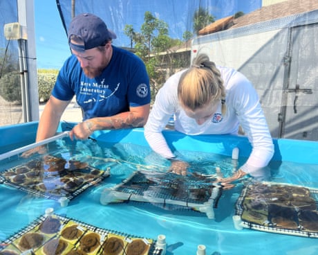 duas pessoas com as mãos na água contendo juvenis de coral
