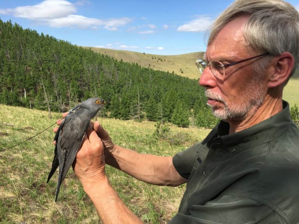 Onon moments before he was released on 8 June 2019. Photograph: Mongolia Cuckoo project/Birding Beijing