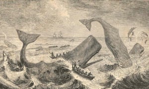 When facing a human attack, sperm whales abandoned the defensive circles used against orca and swam upwind instead.