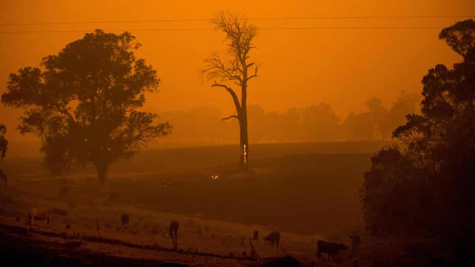 A tree burns near the town of Cobargo, NSW on December 31, 2019, as bushfires rage