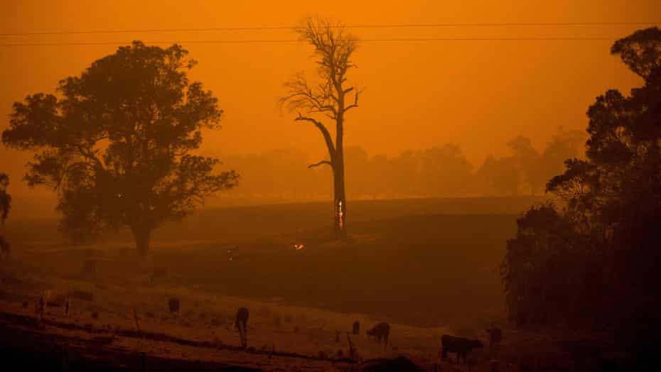 Un arbre brûle près de la ville de Cobargo, en Nouvelle-Galles du Sud, le 31 décembre 2019, alors que les feux de brousse faisaient rage